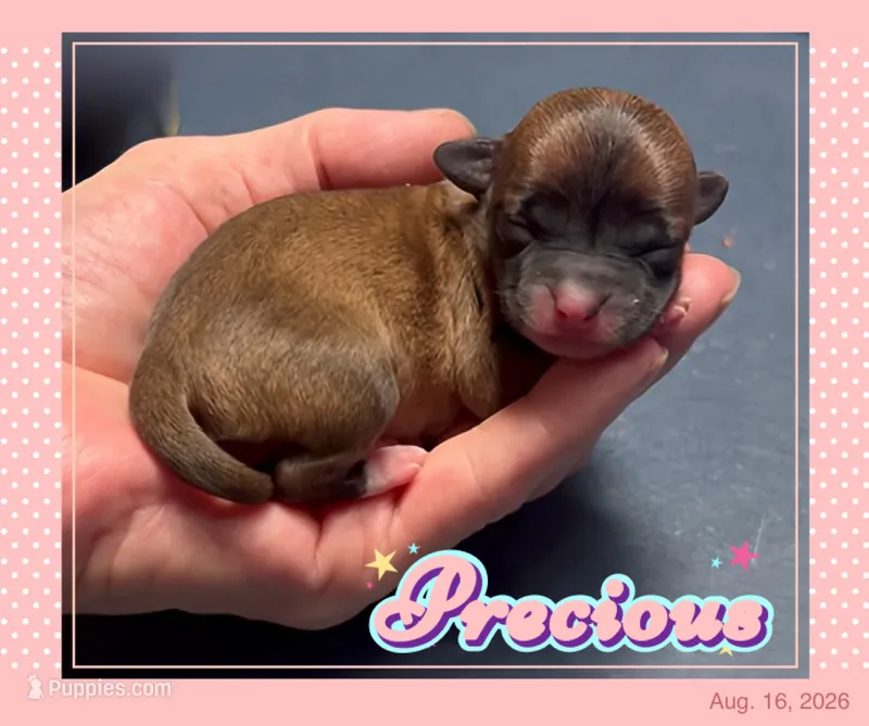 Precious – Chihuahua puppy for sale in Williamston, NC