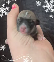 Sophie, a female Chihuahua for sale in Williamston, NC – Photo 6 of 7