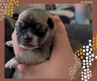 Sophie, a female Chihuahua for sale in Williamston, NC – Photo 4 of 7