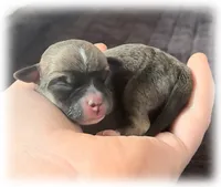 Sophie, a female Chihuahua for sale in Williamston, NC – Photo 3 of 7