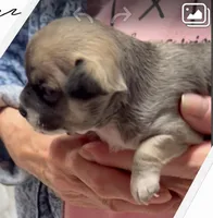 Sophie, a female Chihuahua for sale in Williamston, NC – Photo 5 of 7