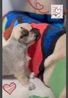 Sophie, a female Chihuahua for sale in Williamston, NC – Photo 2 of 7