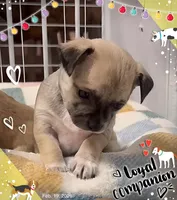 Sophie, a female Chihuahua for sale in Williamston, NC – Photo 1 of 7