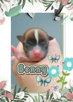 Benny, a male Chihuahua for sale in Williamston, NC – 3 of 6
