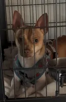 James, a male Chihuahua for sale in Williamston, NC – Photo 7 of 7