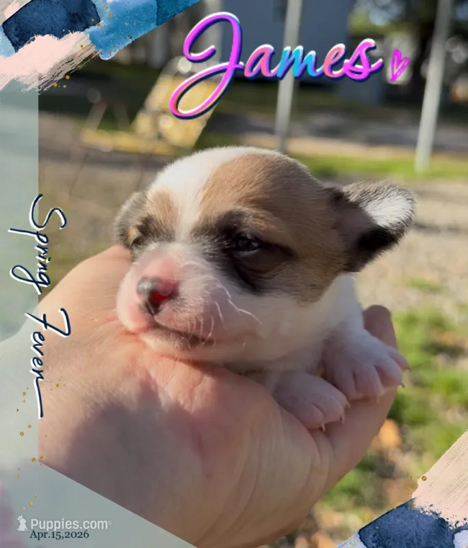 James – Chihuahua puppy for sale in Williamston, NC