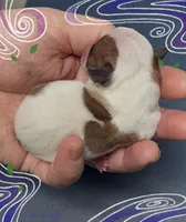 James, a male Chihuahua for sale in Williamston, NC – Photo 2 of 7