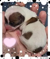 James, a male Chihuahua for sale in Williamston, NC – Photo 5 of 7