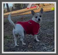 James, a male Chihuahua for sale in Williamston, NC – Photo 6 of 7