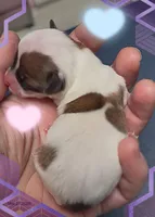 James, a male Chihuahua for sale in Williamston, NC – Photo 4 of 7