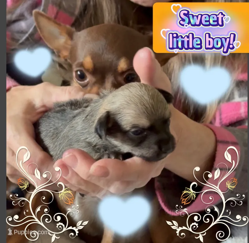 Oliver – Chihuahua puppy for sale in Williamston, NC