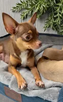 Punkin, a female Chihuahua for sale in Williamston, NC – 3 of 6