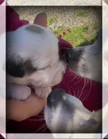 Benjamin, a male Chihuahua for sale in Williamston, NC – 2 of 7