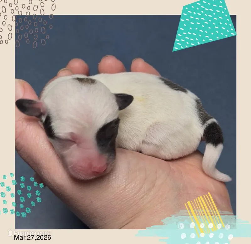 Benjamin – Chihuahua puppy for sale in Williamston, NC