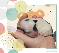 Benjamin, a male Chihuahua for sale in Williamston, NC – Photo 2 of 5