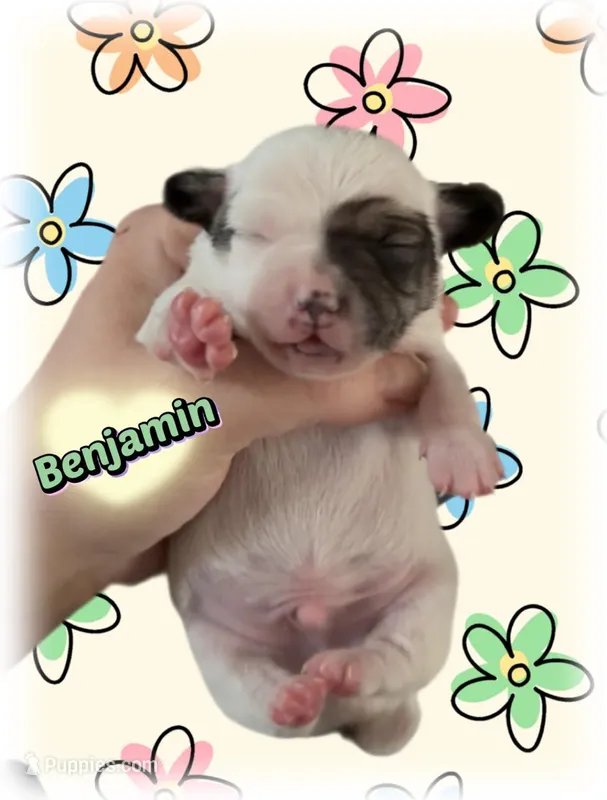 Benjamin – Chihuahua puppy for sale in Williamston, NC