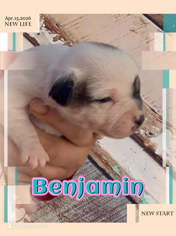 Benjamin – Chihuahua puppy for sale in Williamston, NC