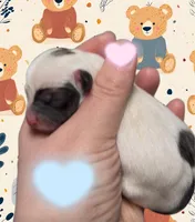 Benjamin, a male Chihuahua for sale in Williamston, NC – Photo 4 of 5