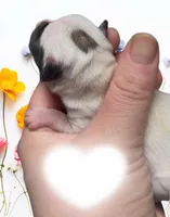 Benjamin, a male Chihuahua for sale in Williamston, NC – Photo 3 of 5