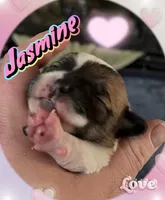 Jasmine, a female Chihuahua for sale in Williamston, NC – 3 of 6