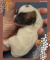 Jasmine, a female Chihuahua for sale in Williamston, NC – Photo 4 of 4