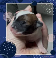 Jasmine, a female Chihuahua for sale in Williamston, NC – Photo 3 of 4