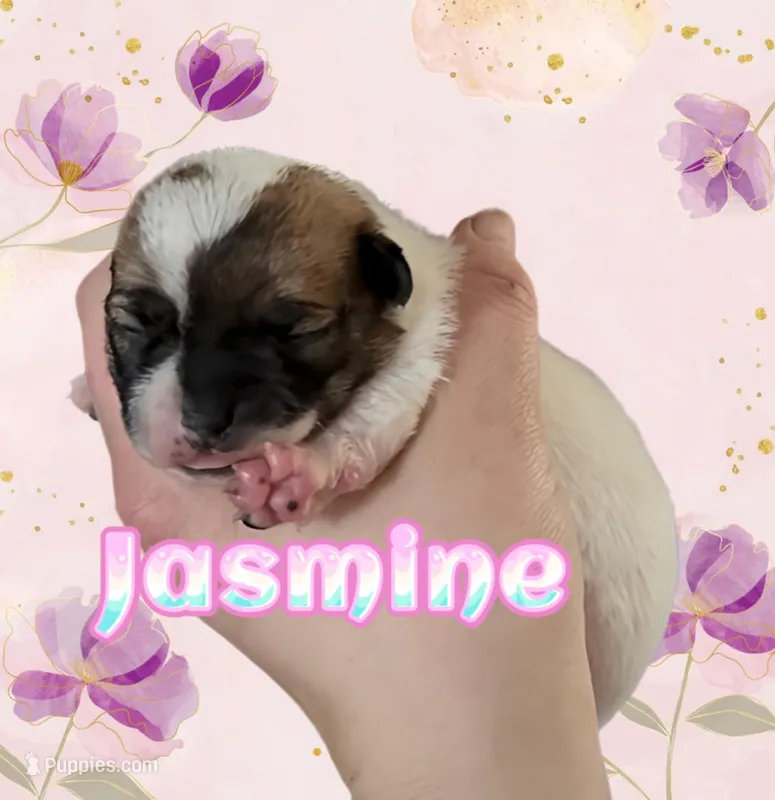 Jasmine – Chihuahua puppy for sale in Williamston, NC