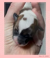 Jasmine, a female Chihuahua for sale in Williamston, NC – Photo 2 of 4