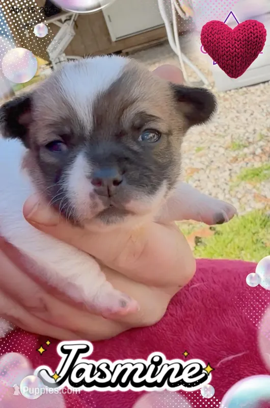 Jasmine – Chihuahua puppy for sale in Williamston, NC