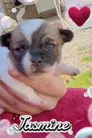 Jasmine, a female Chihuahua for sale in Williamston, NC – 1 of 6