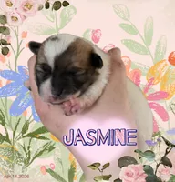 Jasmine, a female Chihuahua for sale in Williamston, NC – 2 of 6