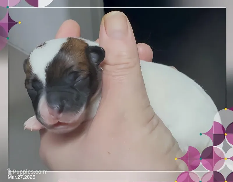 Jasmine – Chihuahua puppy for sale in Williamston, NC