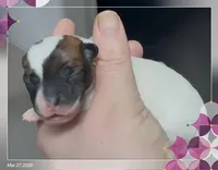 Jasmine, a female Chihuahua for sale in Williamston, NC – Photo 1 of 4