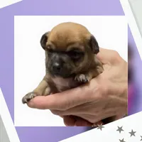 Muffin, a female Chihuahua for sale in Williamston, NC – Photo 3 of 6