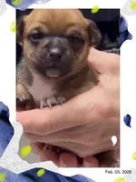 Muffin, a female Chihuahua for sale in Williamston, NC – Photo 2 of 6