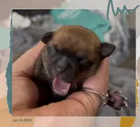 Muffin, a female Chihuahua for sale in Williamston, NC – Photo 6 of 6