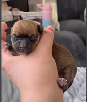 Muffin, a female Chihuahua for sale in Williamston, NC – Photo 4 of 6