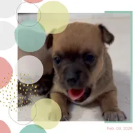 Muffin, a female Chihuahua for sale in Williamston, NC – Photo 1 of 6