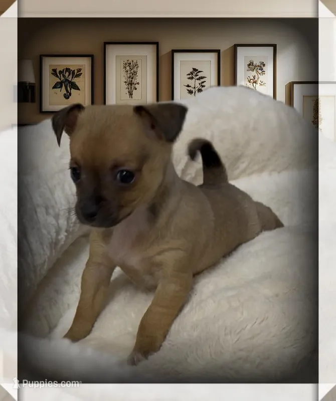 Muffin – Chihuahua puppy for sale in Williamston, NC