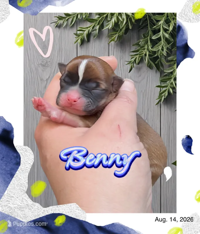 Benny – Chihuahua puppy for sale in Williamston, NC