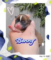 Benny, a male Chihuahua for sale in Williamston, NC – 1 of 6