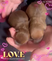 Gentle Jeffrey, a male Chihuahua for sale in Williamston, NC – Photo 4 of 4