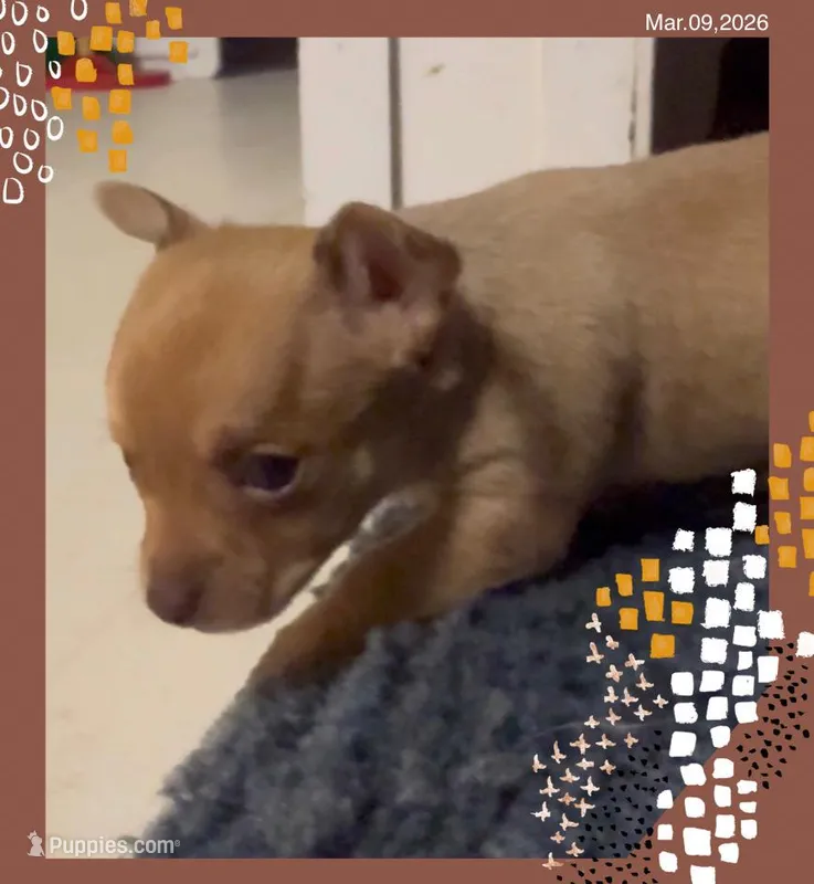 Gentle Jeffrey – Chihuahua puppy for sale in Williamston, NC