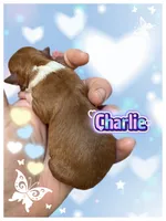 Charlie, a male Chihuahua for sale in Williamston, NC – 3 of 7