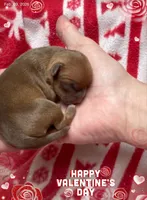 Little Lucas, a male Chihuahua for sale in Williamston, NC – Photo 6 of 6