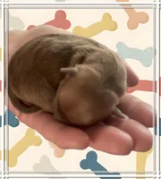 Little Lucas, a male Chihuahua for sale in Williamston, NC – Photo 2 of 6