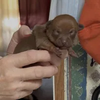 Little Lucas, a male Chihuahua for sale in Williamston, NC – Photo 1 of 6