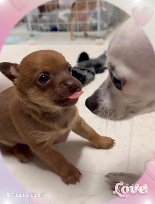 Little Lucas – Chihuahua puppy for sale in Williamston, NC