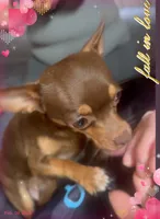 Little Lucas, a male Chihuahua for sale in Williamston, NC – Photo 4 of 6