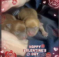 Little Lucas, a male Chihuahua for sale in Williamston, NC – Photo 5 of 6